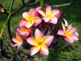 FRANGIPANIER